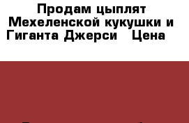 Продам цыплят Мехеленской кукушки и Гиганта-Джерси › Цена ­ 300 - Владимирская обл., Кольчугинский р-н, Кольчугино г. Животные и растения » Птицы   